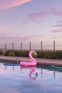 flamingo water floater in swimming pool