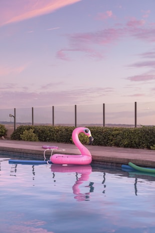 flamingo water floater in swimming pool