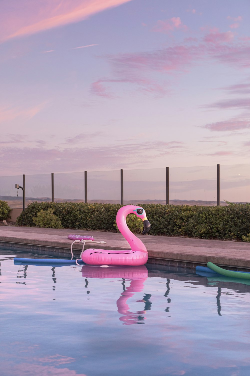 flamingo flutuador de água na piscina