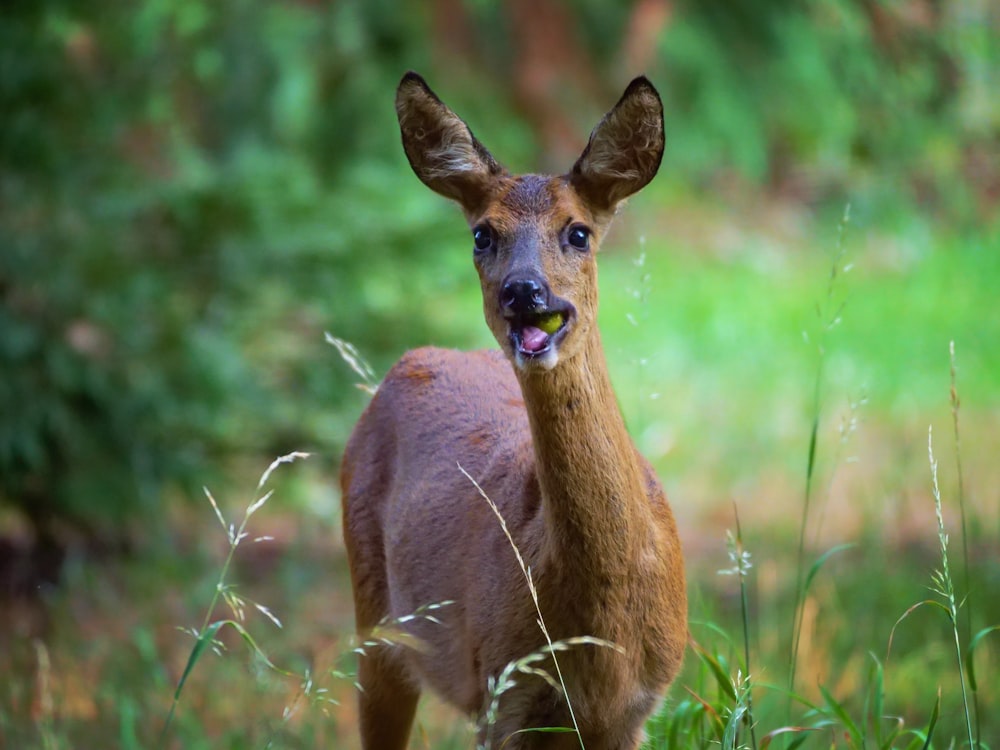 brown deer on grass field