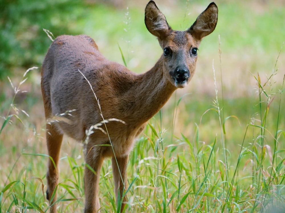 brown deer on focus photography