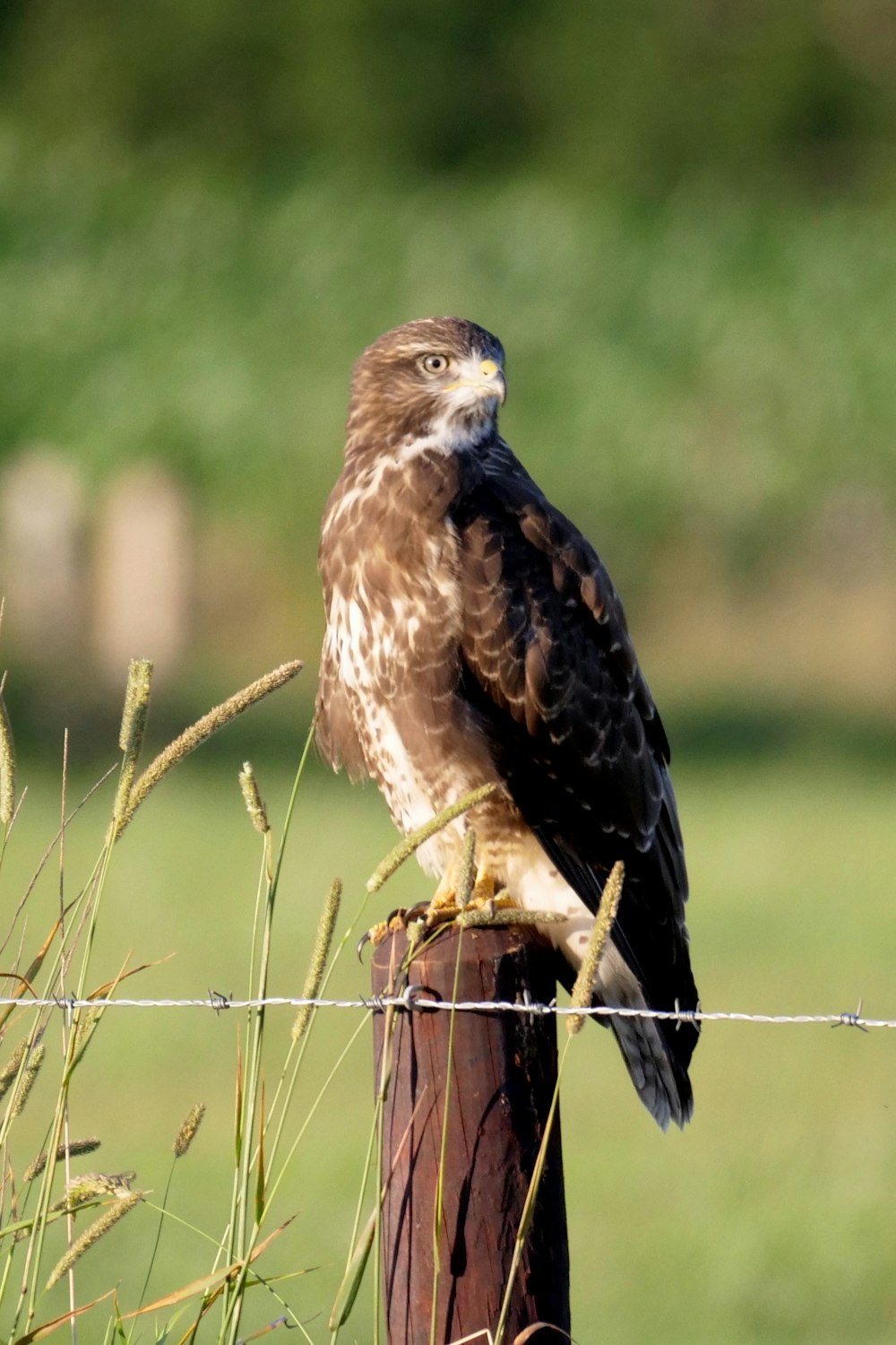 brown and white eagle photography