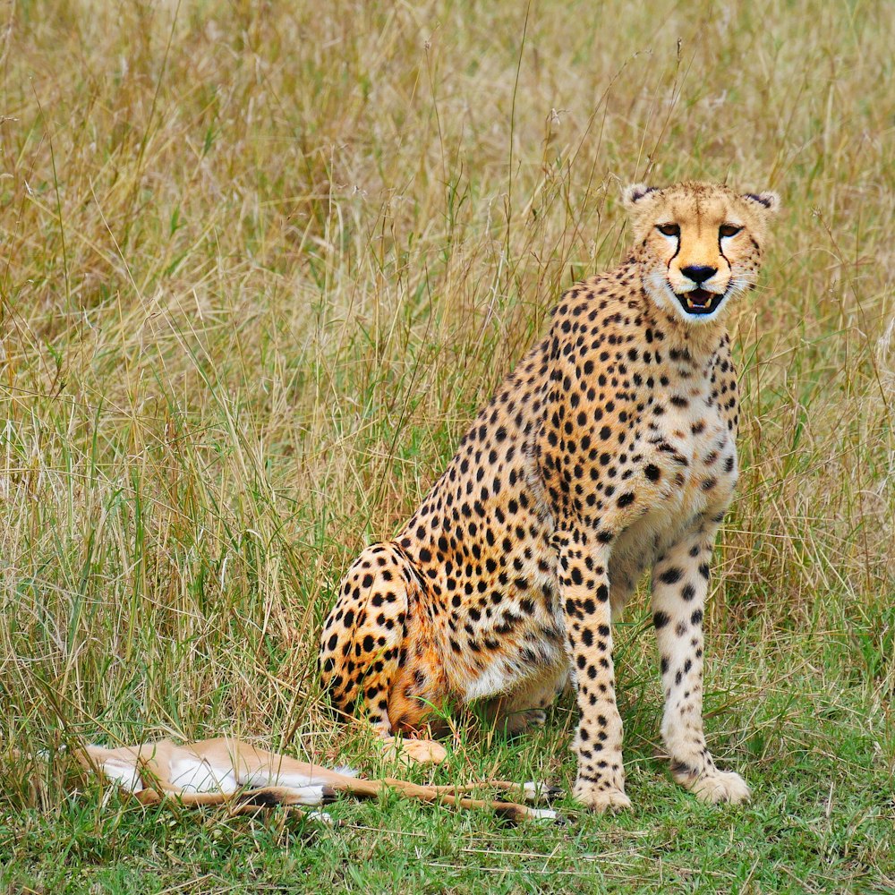 Photographie de guépard