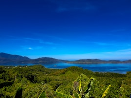 green trees near body of water