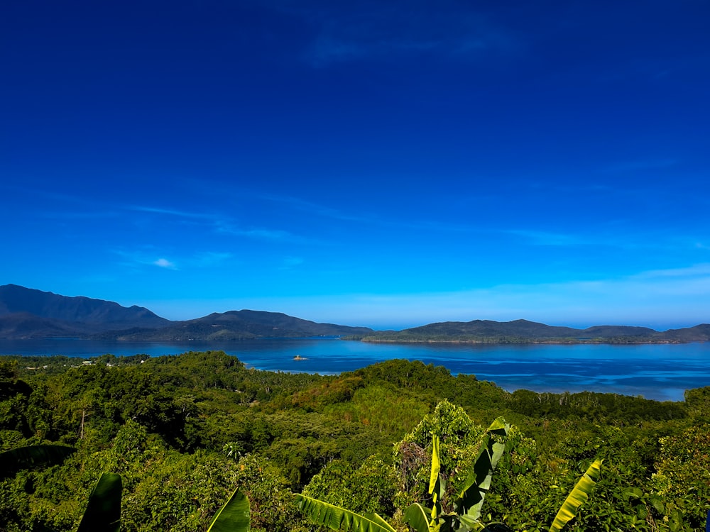 green trees near body of water