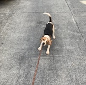 A beagle dog playfully tugs at its leash while standing on a concrete road. The dog's ears are flapping back, and its tail is wagging high.