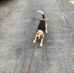 A beagle dog playfully tugs at its leash while standing on a concrete road. The dog's ears are flapping back, and its tail is wagging high.