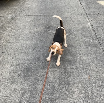 A beagle dog playfully tugs at its leash while standing on a concrete road. The dog's ears are flapping back, and its tail is wagging high.