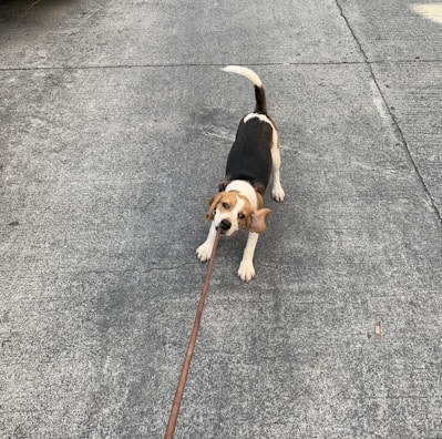 A playful beagle tugging on a vibrant leash from our shop.
