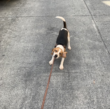 A small dog tugging playfully on a bright green leash held by its owner.