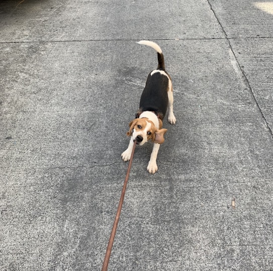 A beagle dog playfully tugs at its leash while standing on a concrete road. The dog's ears are flapping back, and its tail is wagging high.
