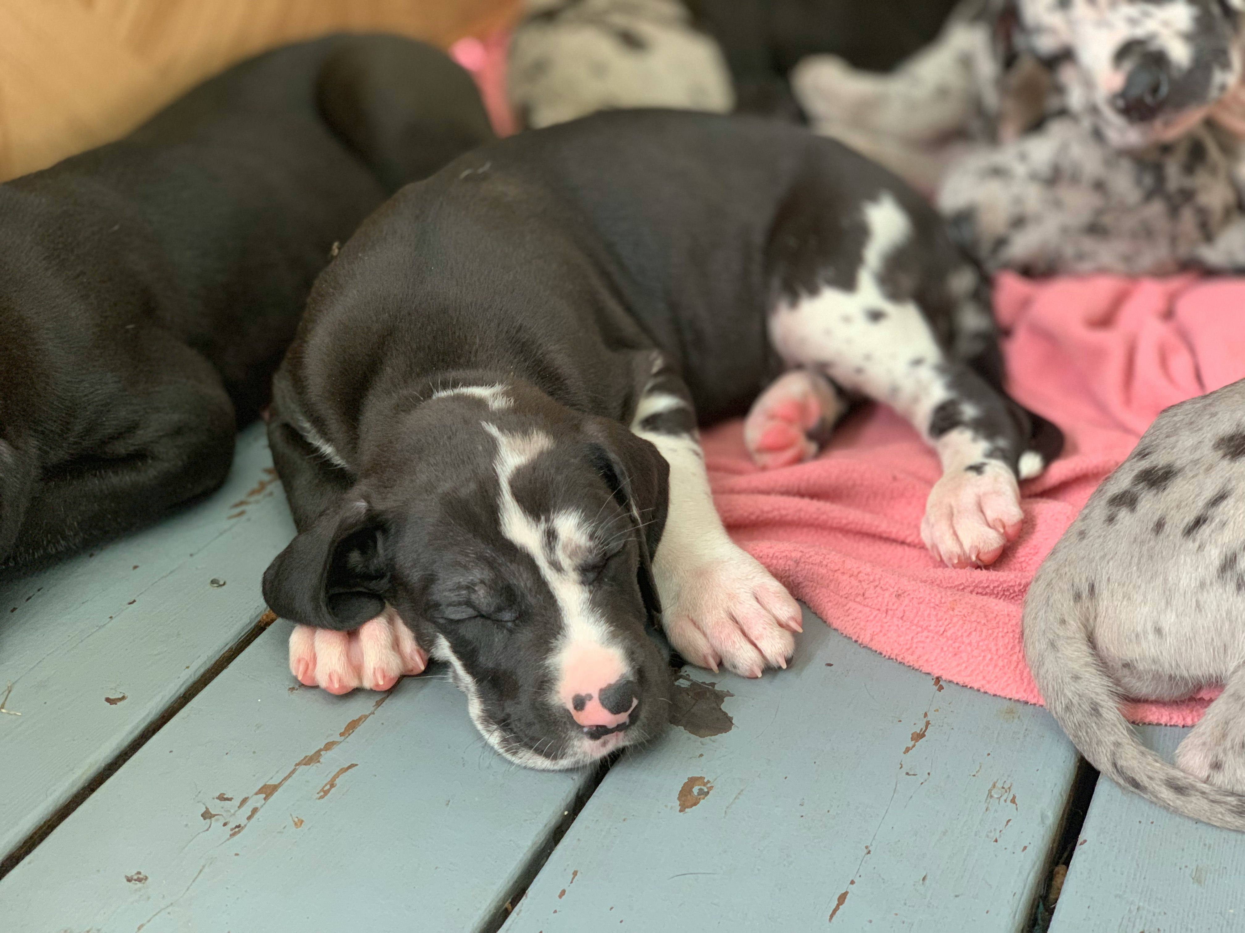 harlequin great dane puppy