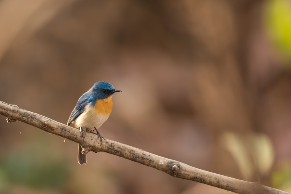 yellow and blue bird on brown tree branch