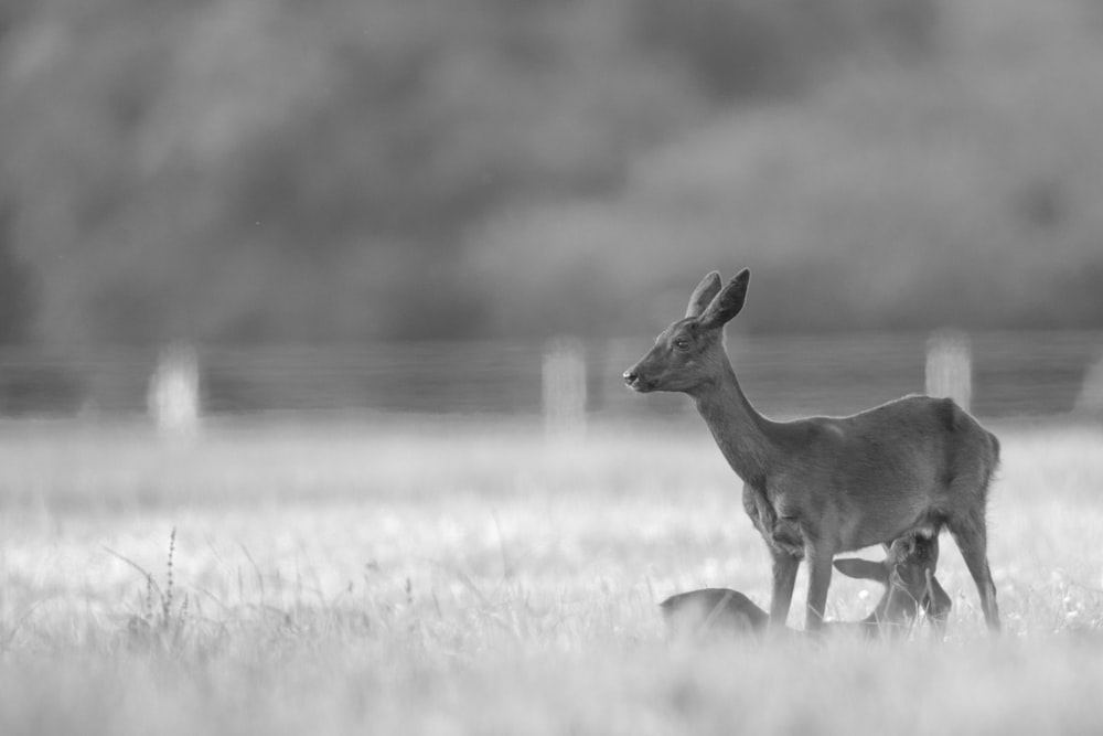grayscale photography of deer on grass field