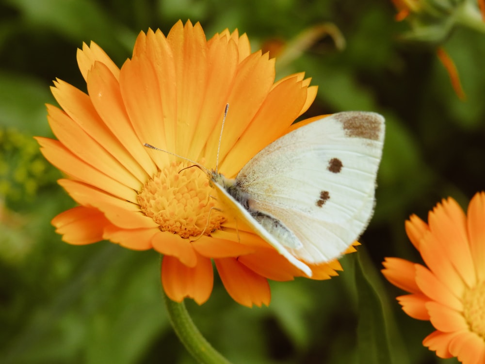 weißer und brauner Schmetterling auf orangefarbener Gänseblümchenblüte