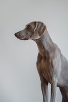 A sleek grey dog stands in profile against a simple, light background. The dog's coat is smooth and shiny, and its ears are long, draping down each side of its face. It has a focused expression and a lean, muscular body.