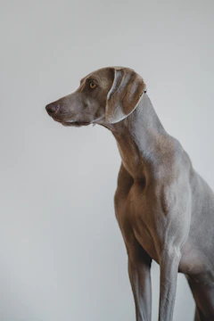 A sleek grey dog stands in profile against a simple, light background. The dog's coat is smooth and shiny, and its ears are long, draping down each side of its face. It has a focused expression and a lean, muscular body.