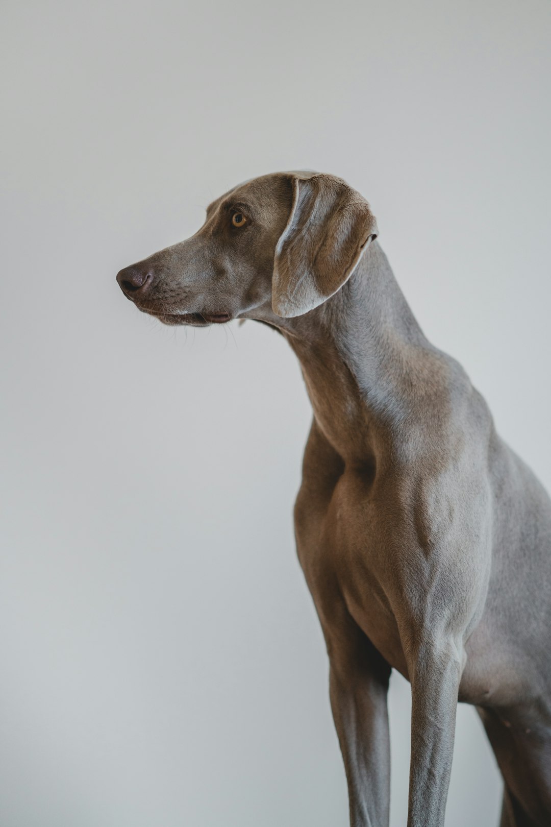 short-coated gray dog