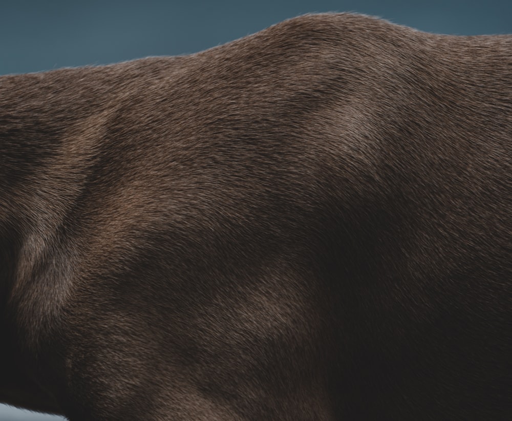 a close up of a brown bear's face