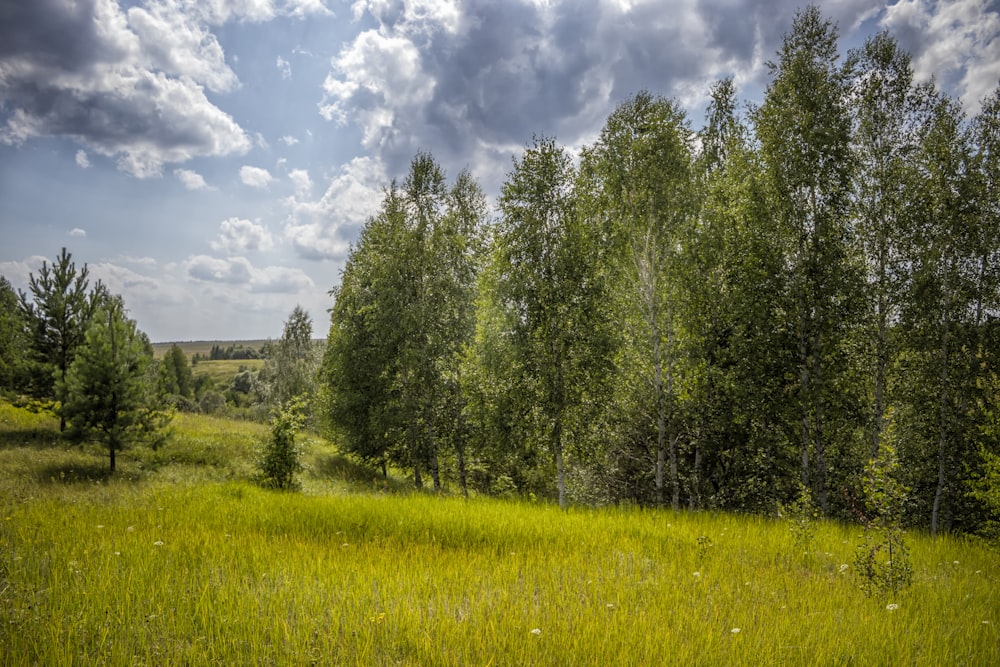 green grass field