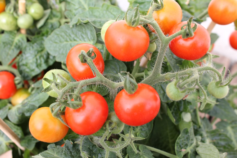 tomato fruits