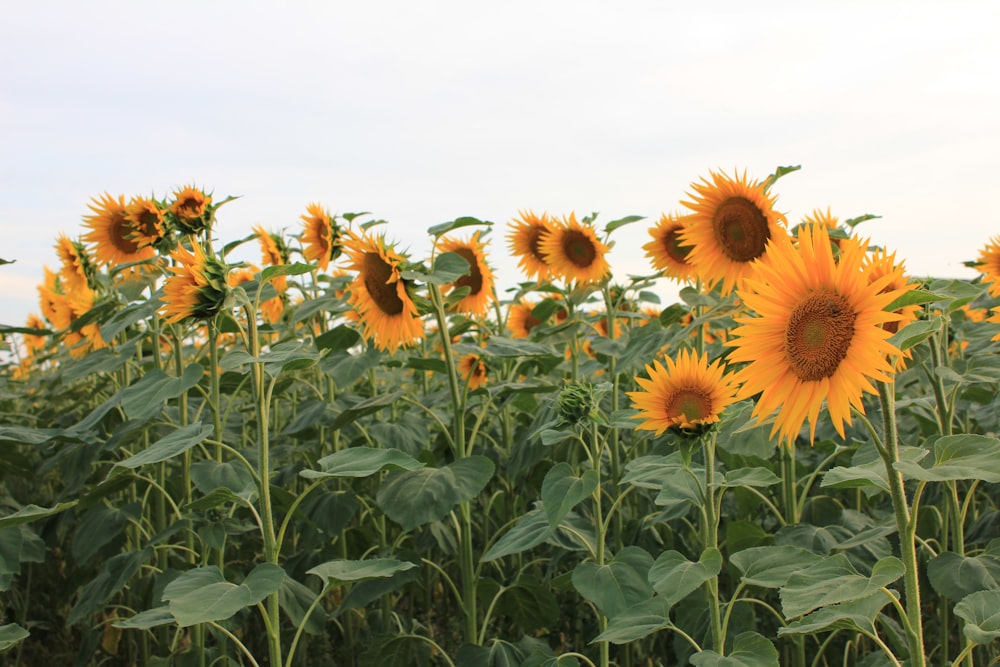 sunflowers at daytime
