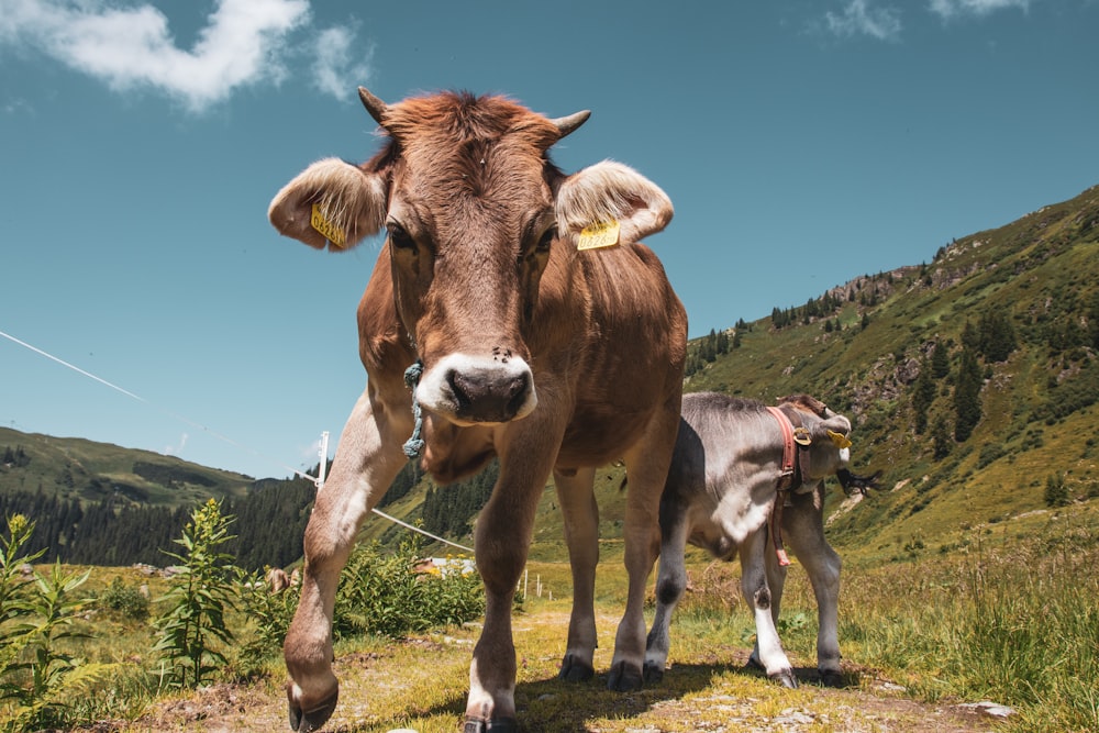 brown cows near mountain