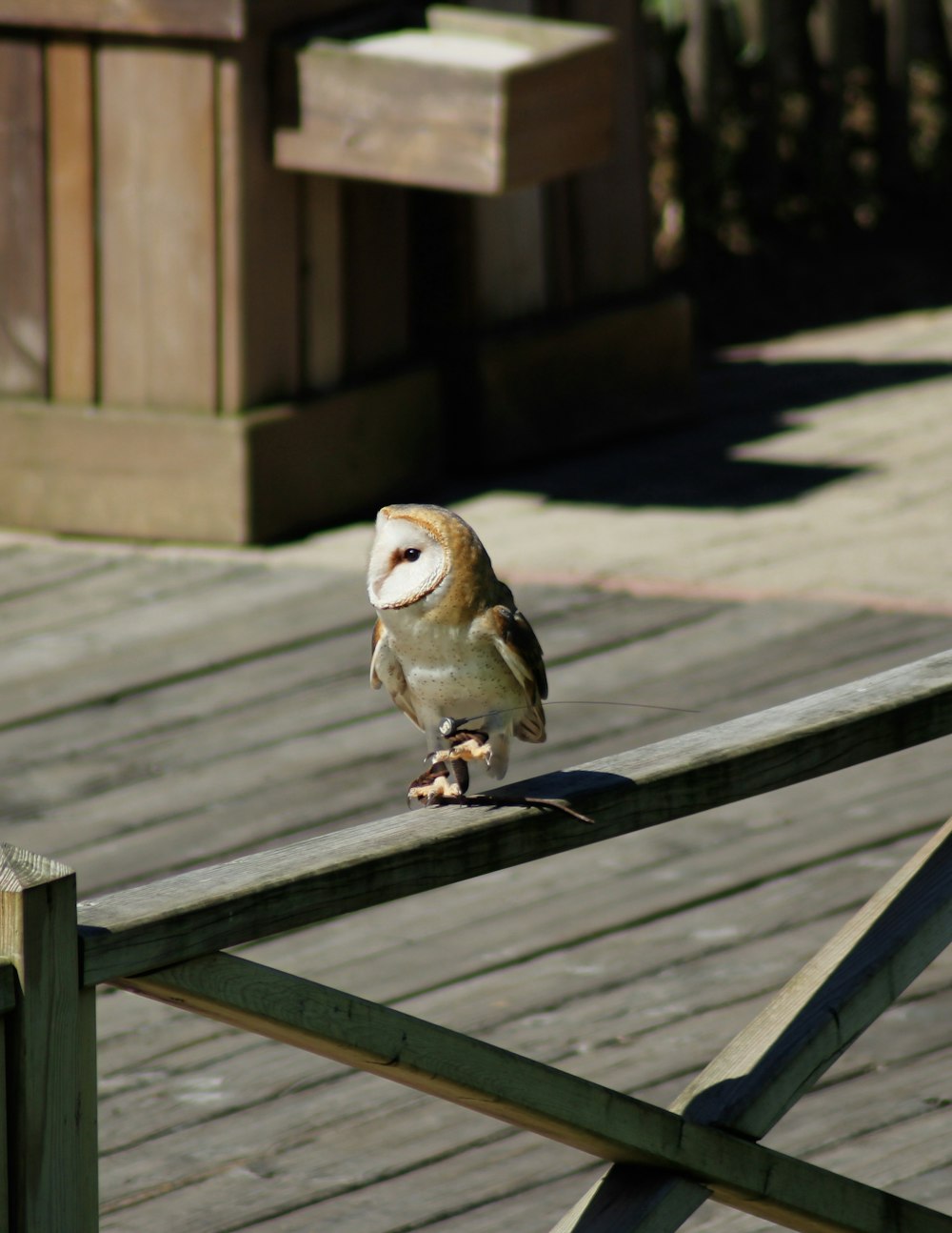 白と茶色のメンフクロウ