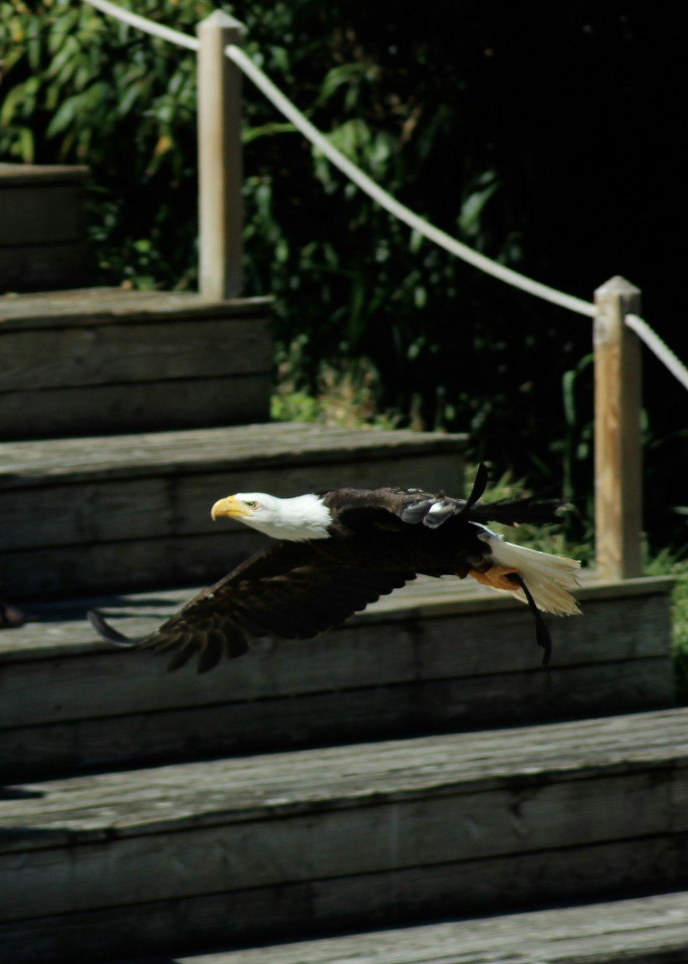 bald eagle