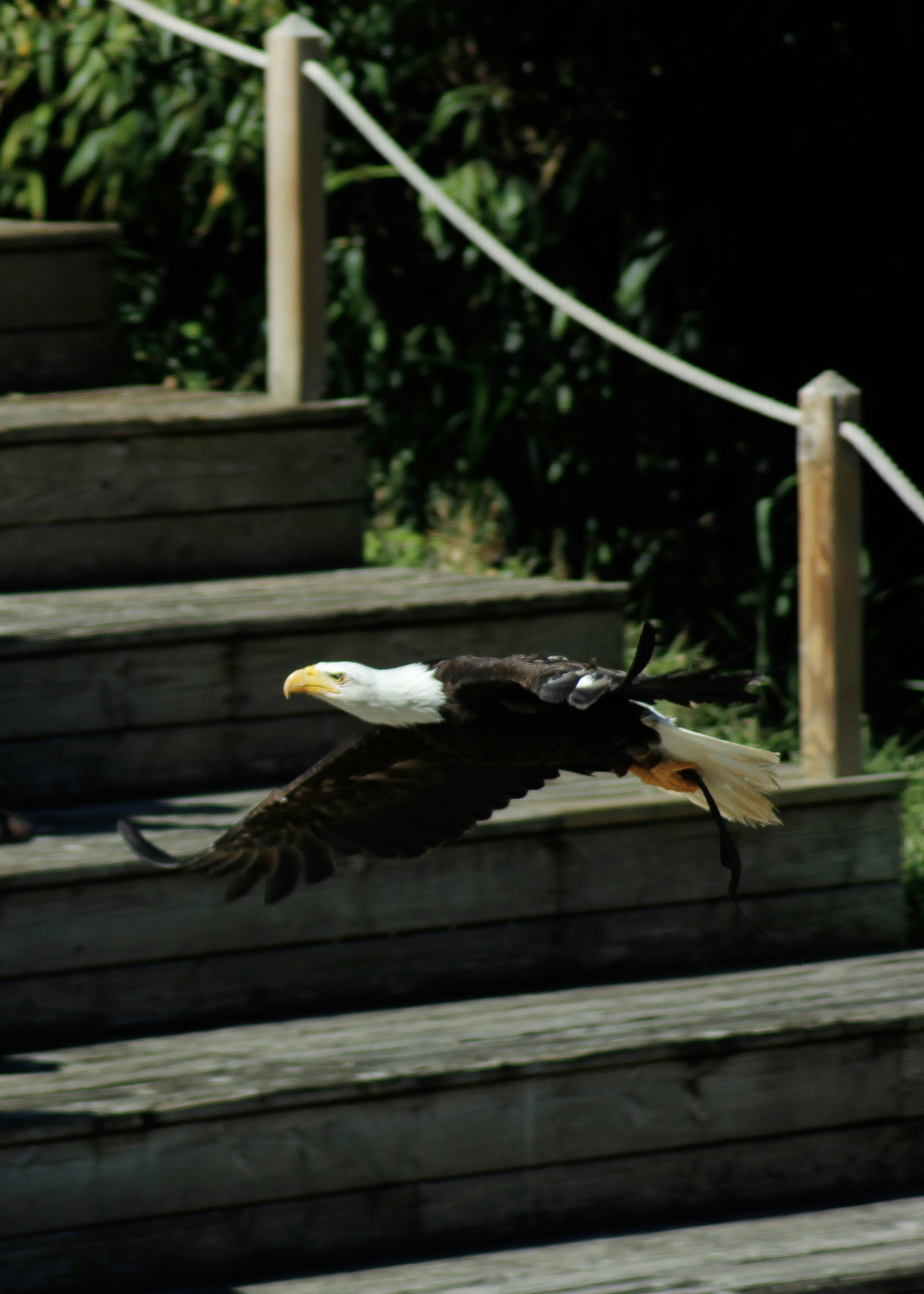 An Eagle in flight