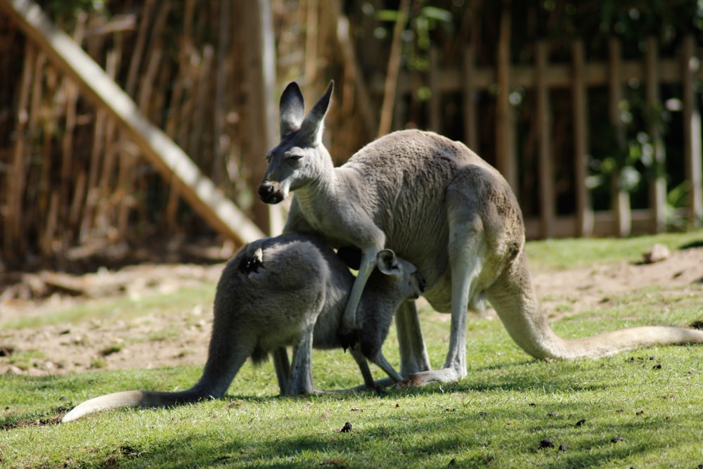 two gray donkey on green field