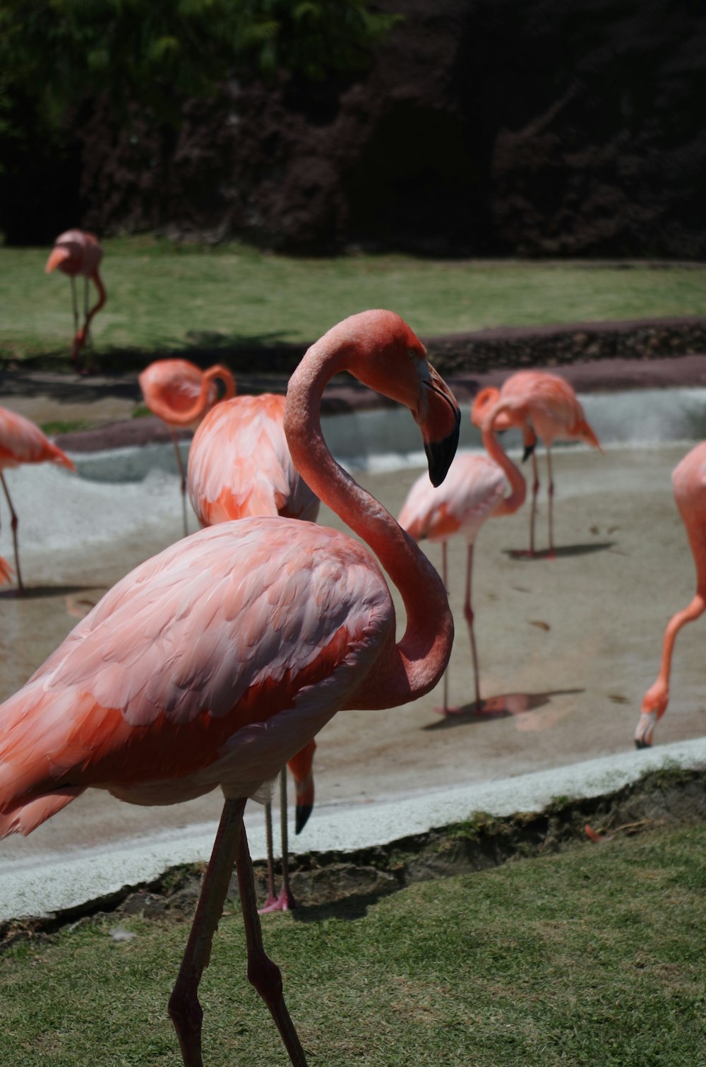 flamingo photography