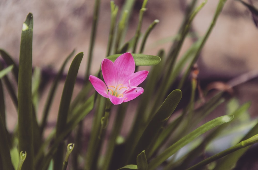 pink-petaled flower in closeup photography