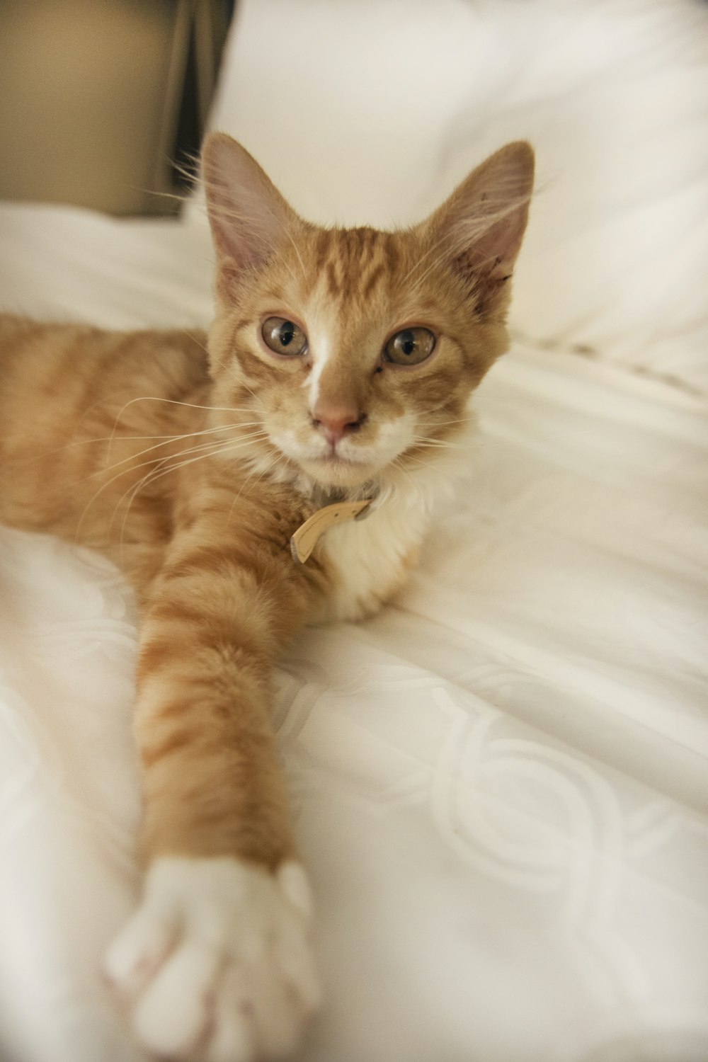orange tabby cat on bed