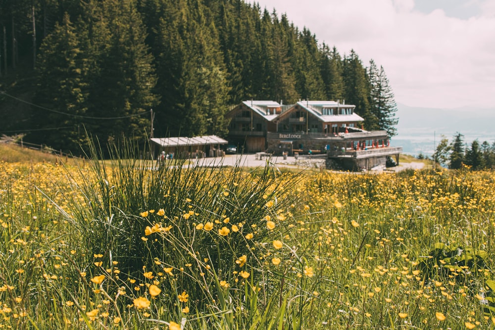 yellow flower field beside house during daytime