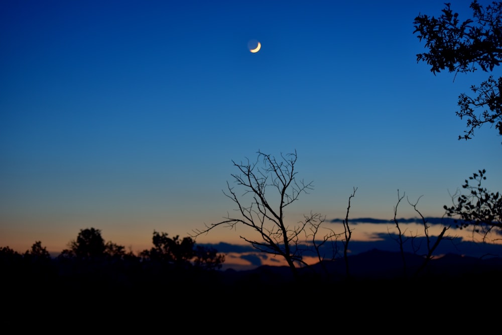 silhouette of trees during night