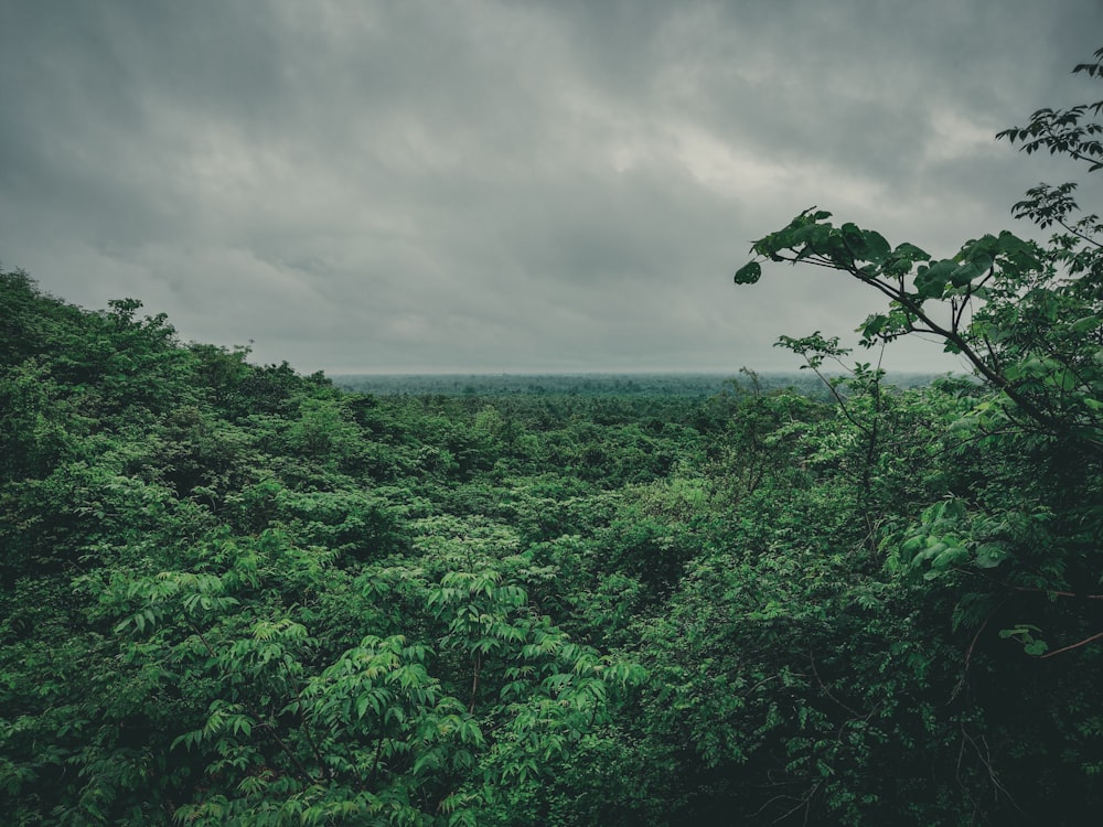 green-leafed forest under white clouds