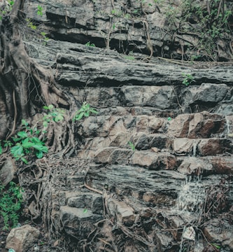 A natural rock formation intertwined with thick tree roots, surrounded by scattered green foliage. Water trickles down the rocks, creating a serene and earthy atmosphere.