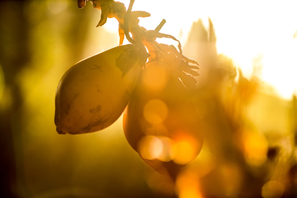 orange papaya fruits