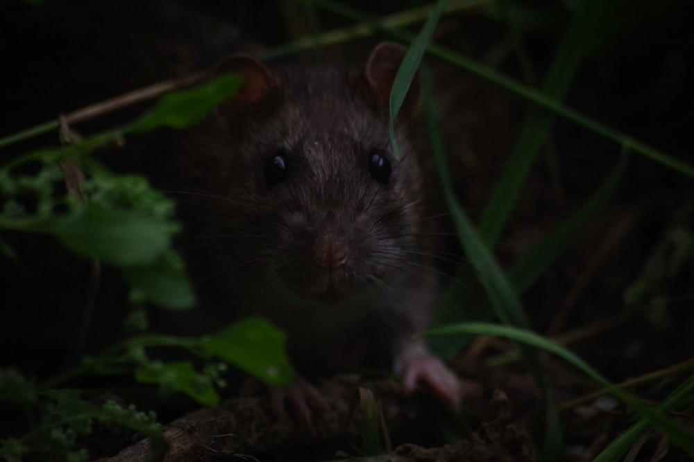 black rat on green grass