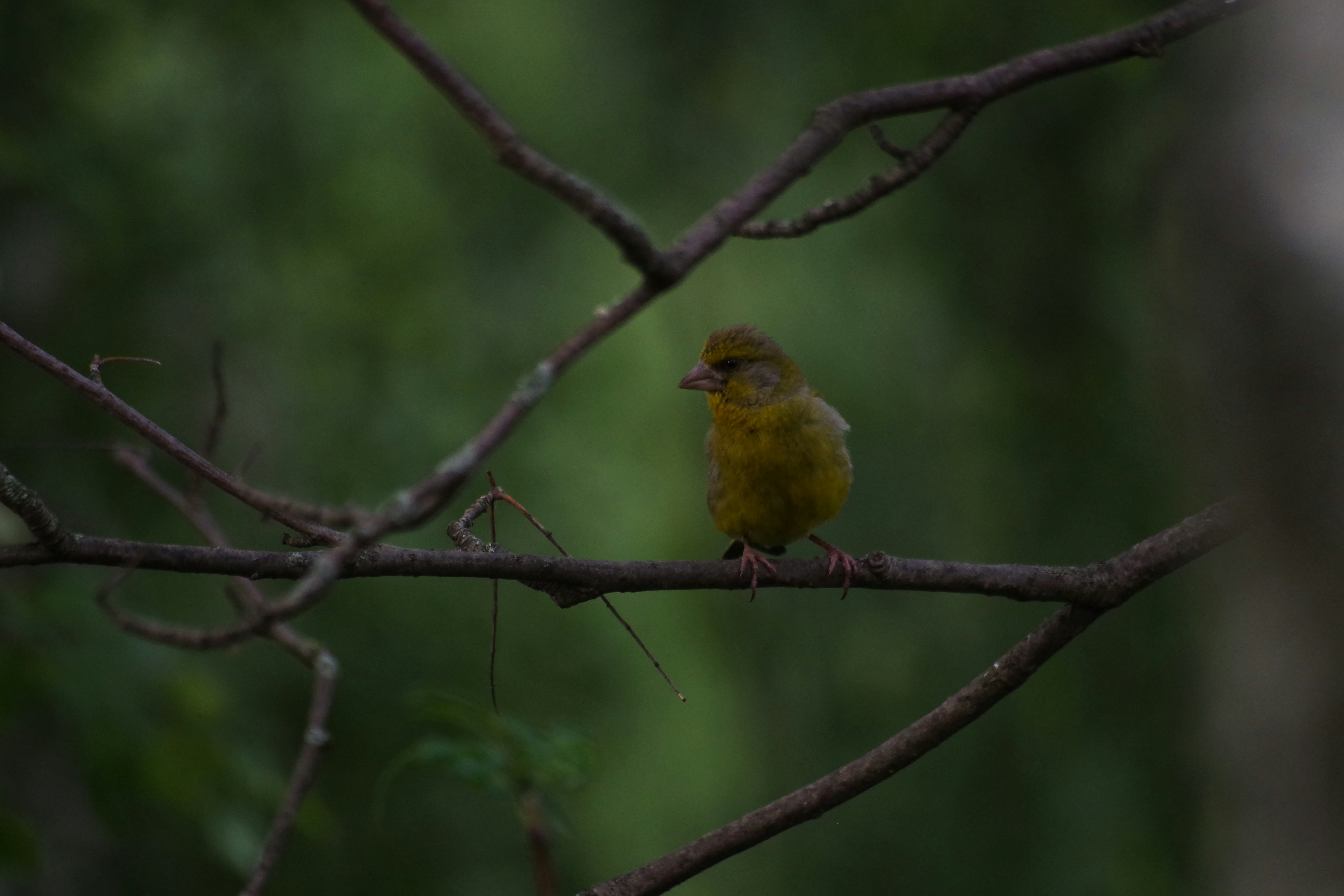 Photo by simonkuznetsovphoto