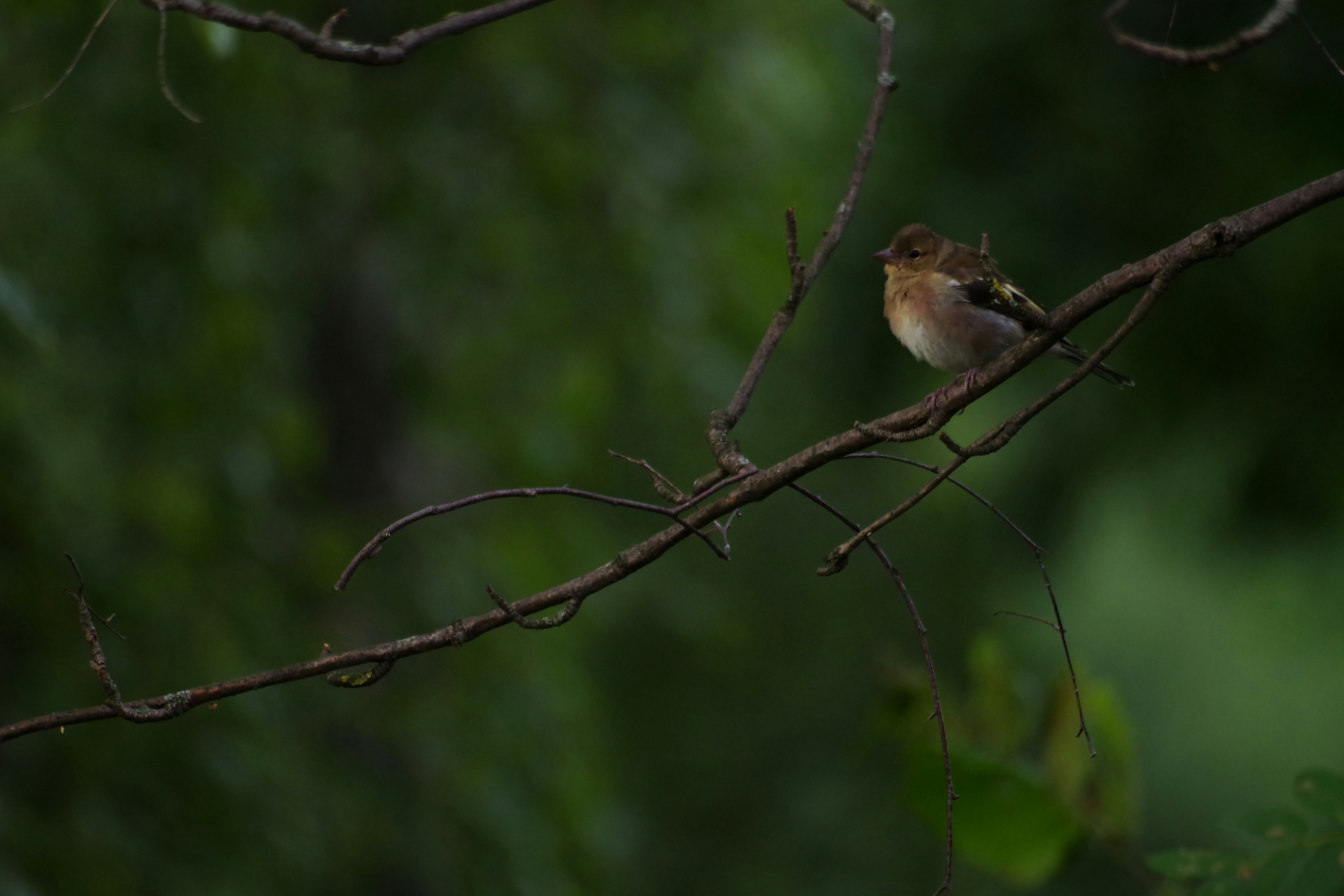 Photo by simonkuznetsovphoto