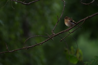 selective focus photography of brown and white bird on twig
