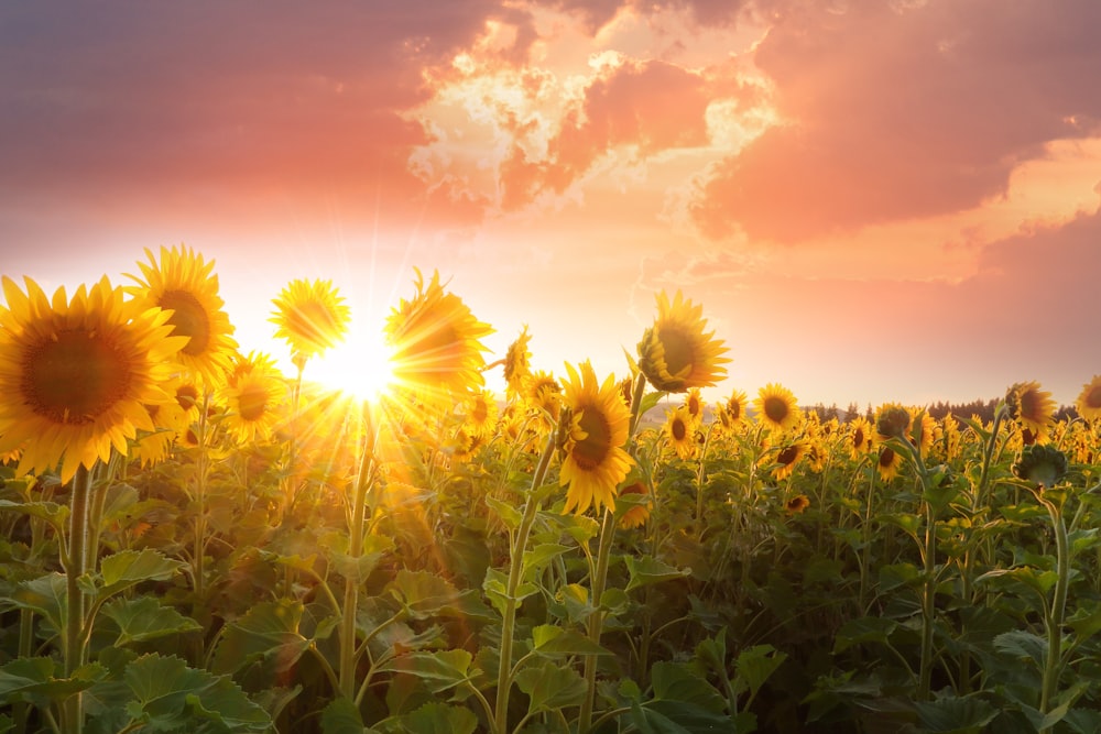 blooming yellow sunflower field