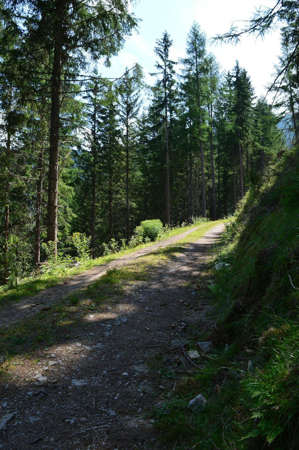 Camino rural y árboles verdes