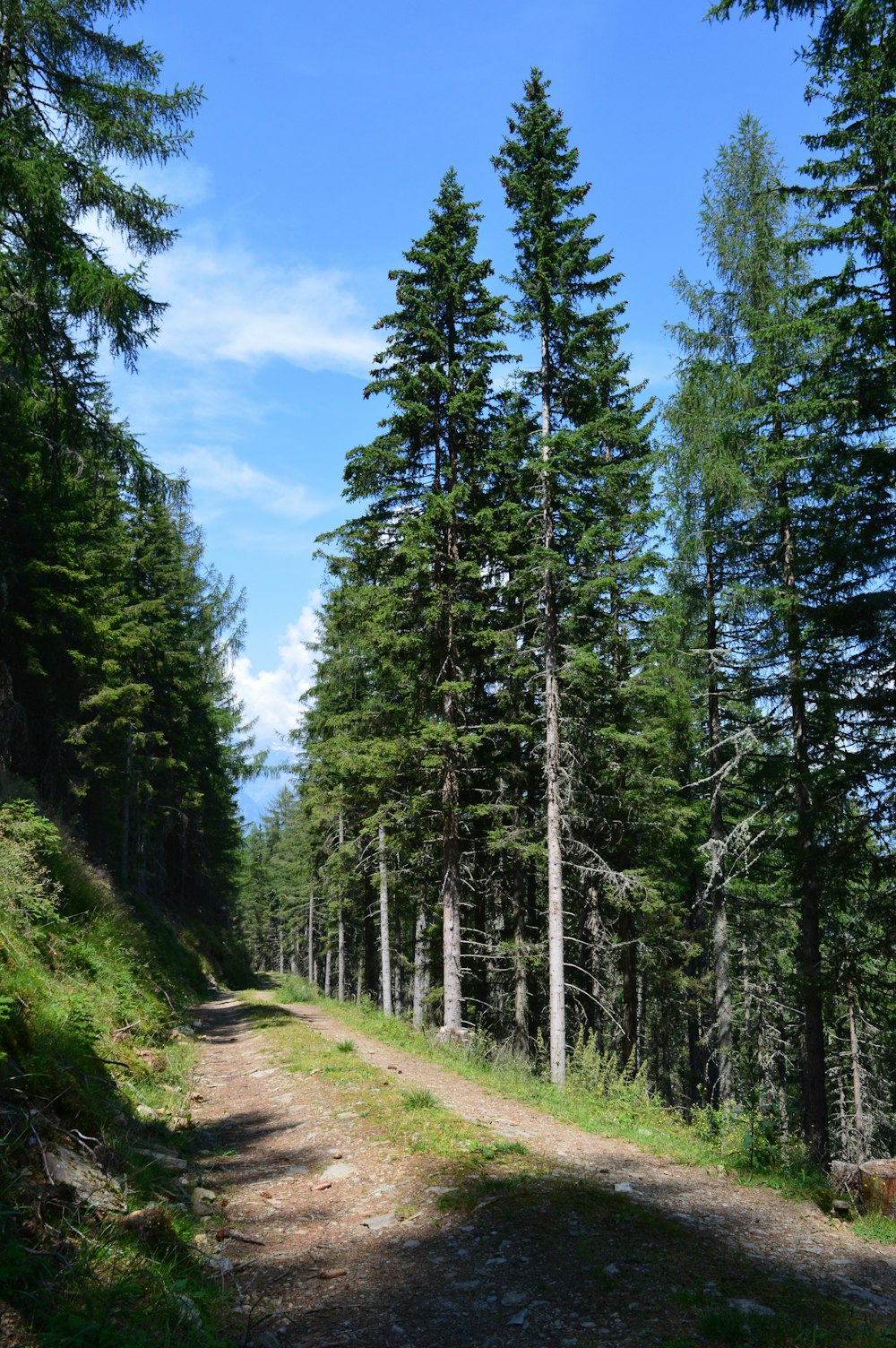 strada circondata da alberi alti e verdi sotto cieli azzurri e bianchi