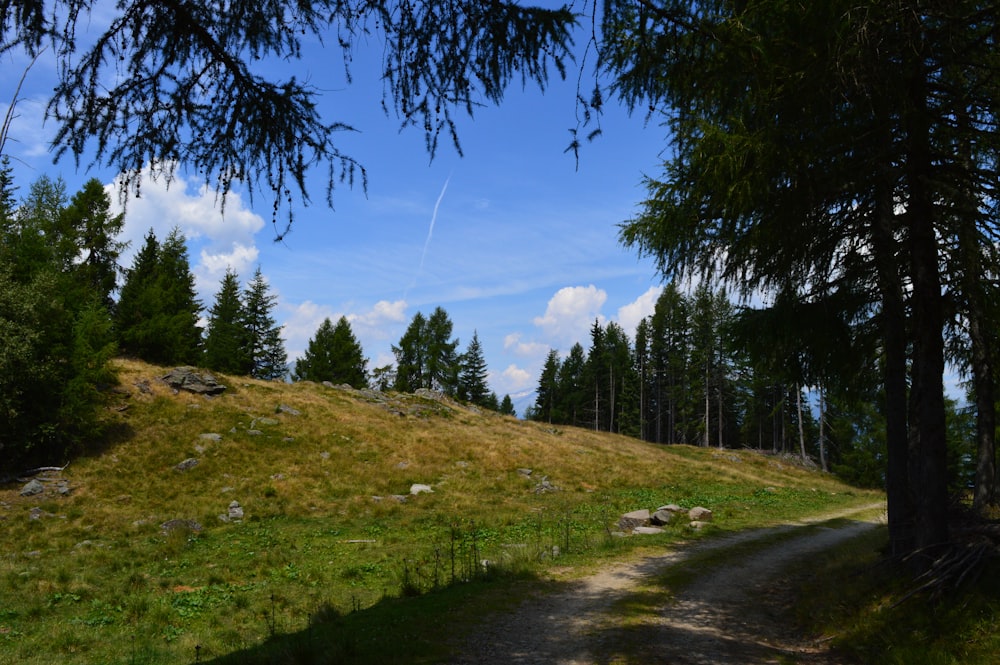 road beside trees during daytime