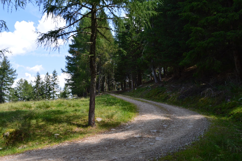 Strada di campagna grigia fiancheggiata da alberi