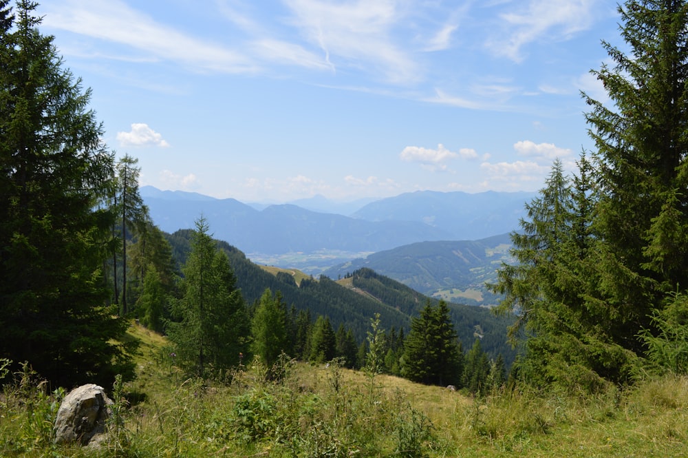 alberi a foglia verde