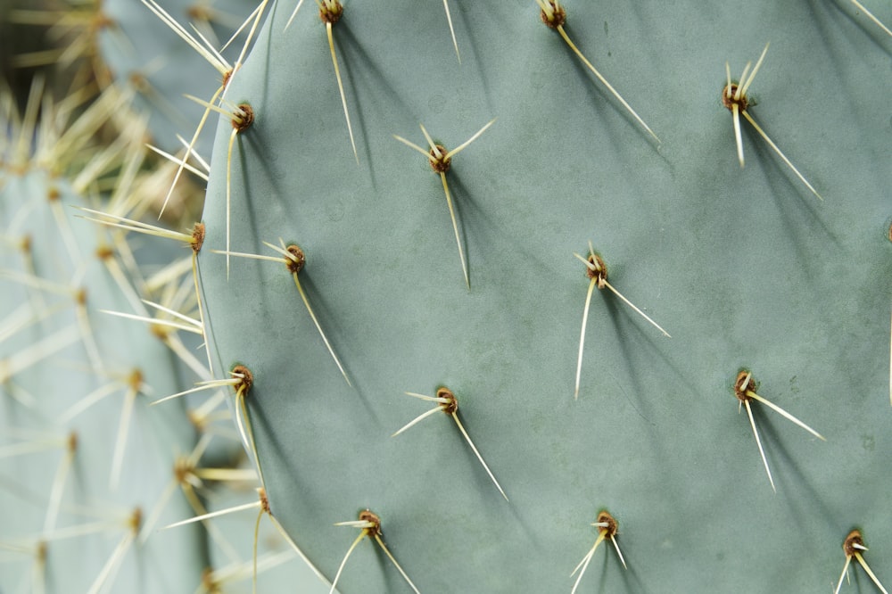 green cactus plant